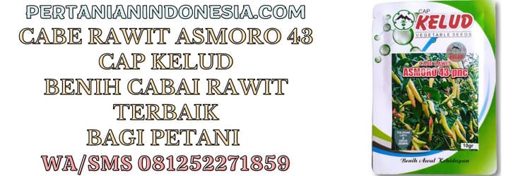 cabe,rawit,asmoro,asmoro 43,asmoro 43 pnc,cap kelud